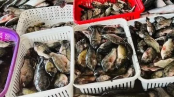 أسعار الأسماك بكفر الشيخ تتصدر السوق والبلطى يباع بـ55 جنيهاً الأربعاء 10 ديسمبر 2025 1